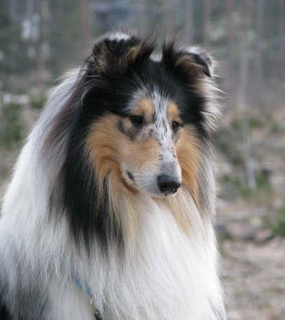 "Oddie"
